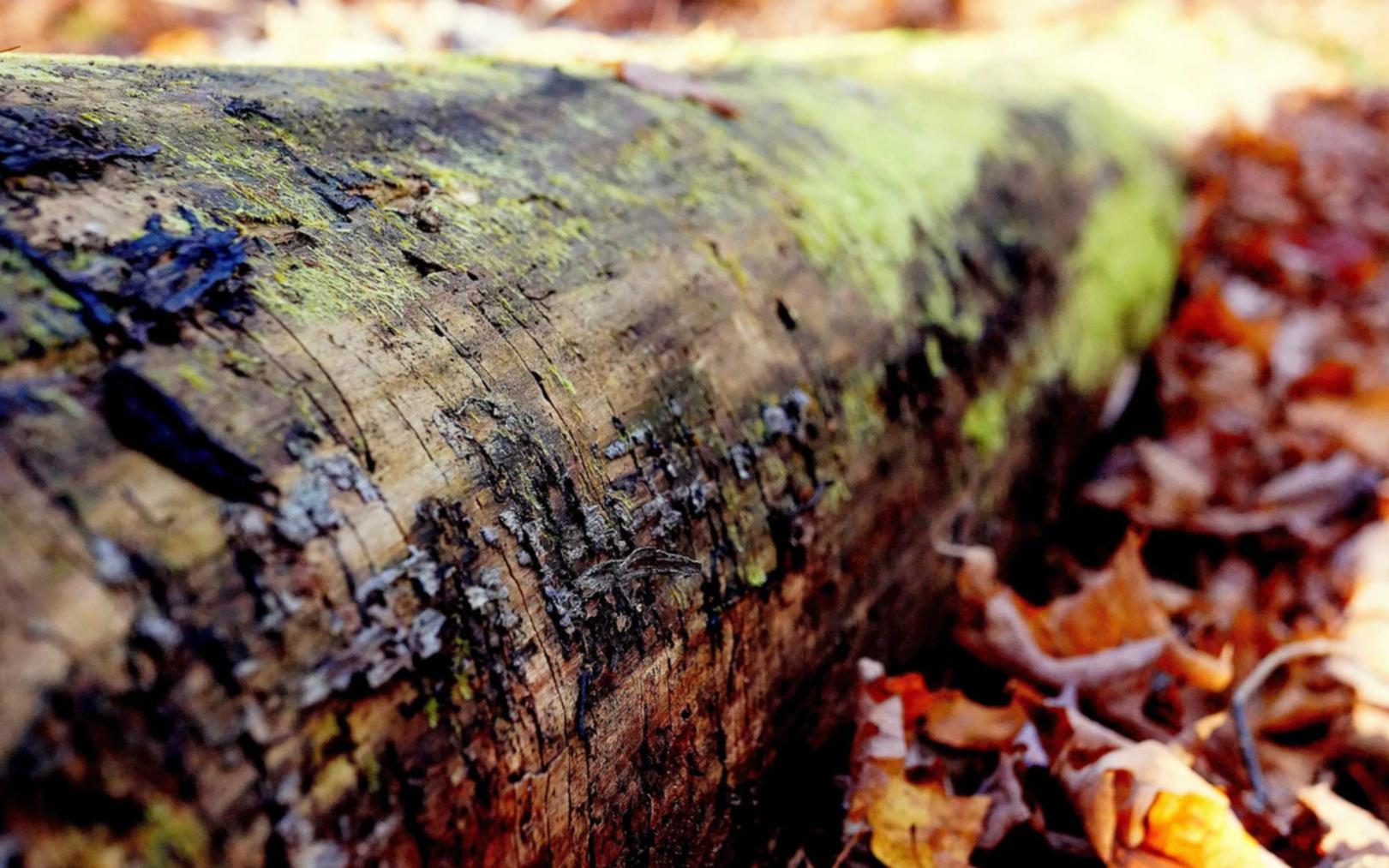 方盒中免红大卫杜夫国际版：大香蕉app详情下载教程